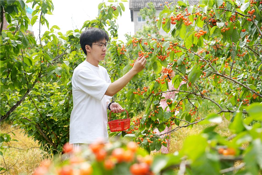 市民在采摘樱桃。